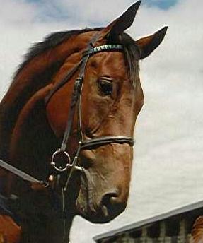 Papillion looking down-hearted